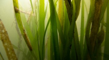 AQUATIC VEGETATION RESEARCH AND MONITORING